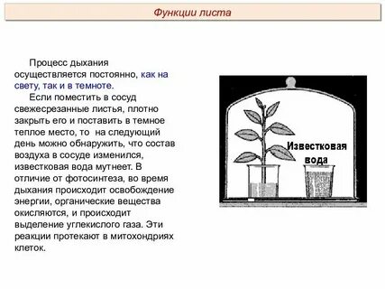 Процесс происходящий в растениях на свету