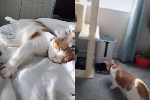 Ни кота