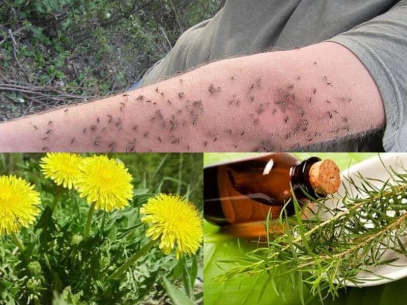 Как избавиться от кусачих мошек. Как избавиться от кусачих мошек