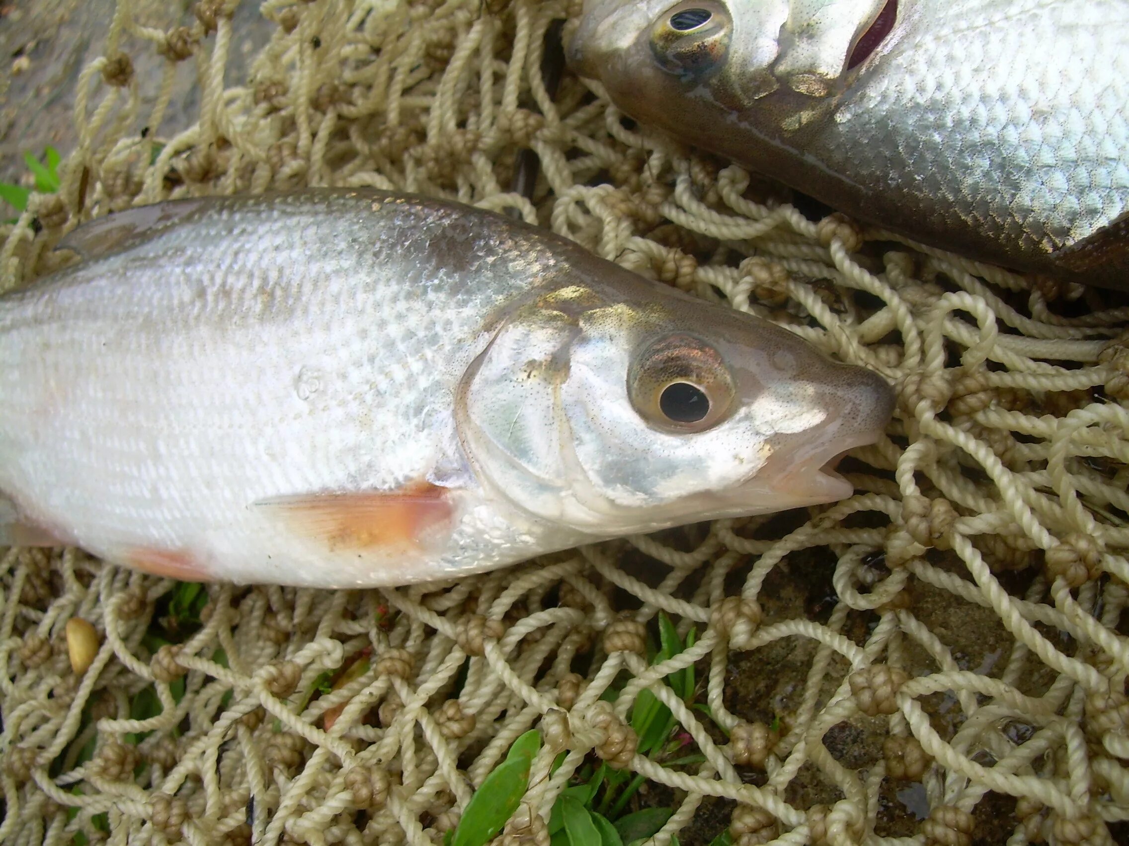 Подуст рыбец сырть. Подуст Донской. Подуст чернобрюх. Подуст – Chondrostoma Nasus (Linnaeus, 1758).