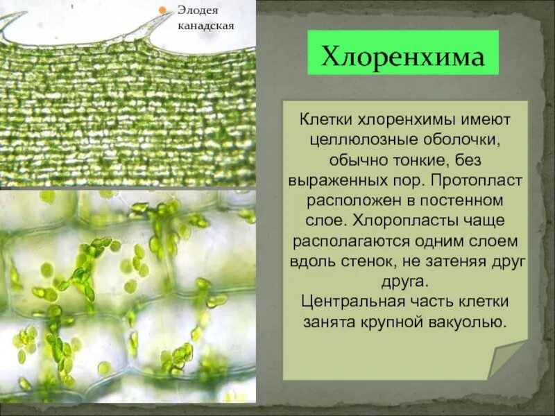 Особенности внутреннего строения элодеи. Ассимиляционная хлоренхима. Столбчатая хлоренхима ткань. Хлоренхима ткань растений. Ткань клетки листа элодеи.