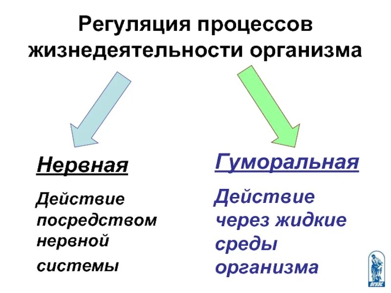 Характеристика нервной системы человека - презентация онлайн
