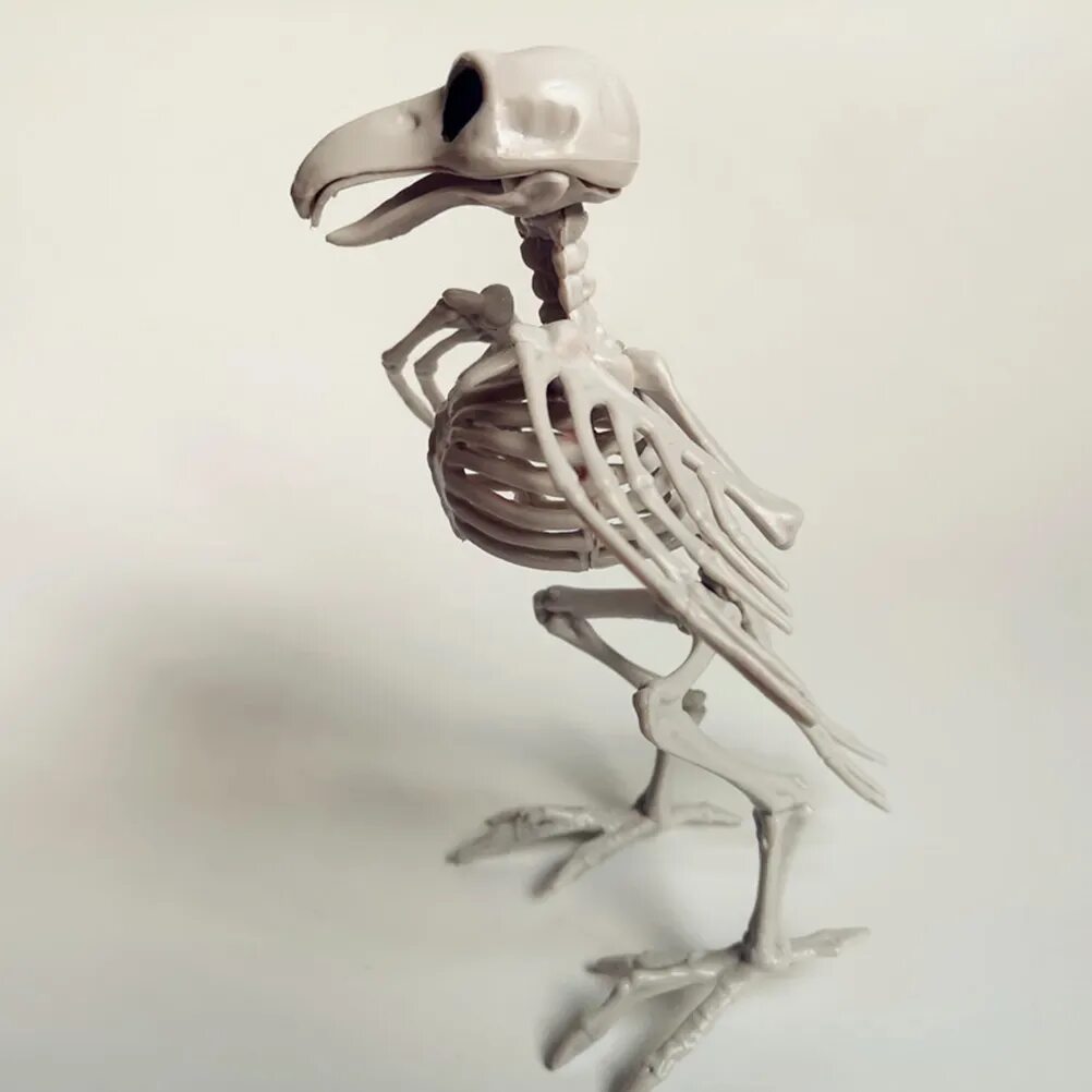Bone home. Скелет вороны. Ворон скелет. Скелет птицы вороны. Скелет птицы ворона.