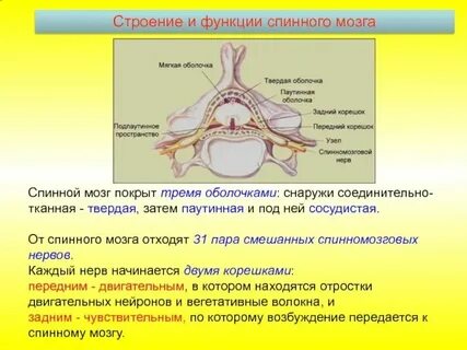 Проводниковая функция характерна для отдела головного мозга