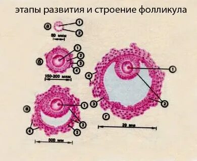 Доминантная фолликула в яичнике что это