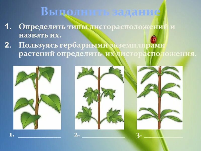 Чем отличаются разные листорасположения. Зеленчук тип листорасположения. фуксия листорасположение. определите тип листорасположения. тип растение-тип листорасположение.