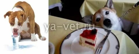 Диабет у собаки симптомы