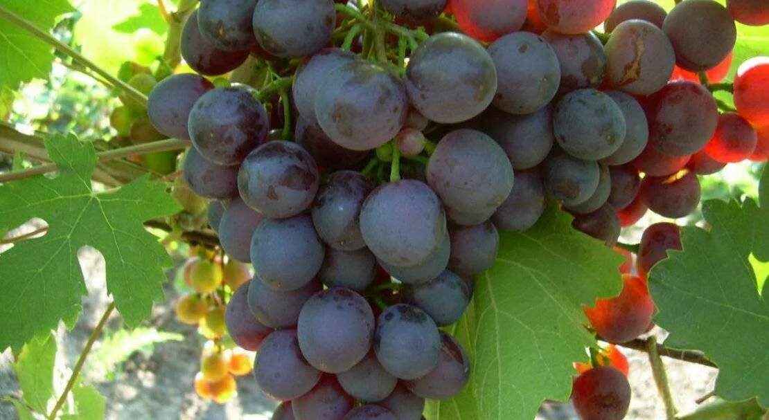 Виноград альфа отзывы. Альфа сорт. Виноградная сорт альфа. Виноград альфа на беседке. Альфа сорт.