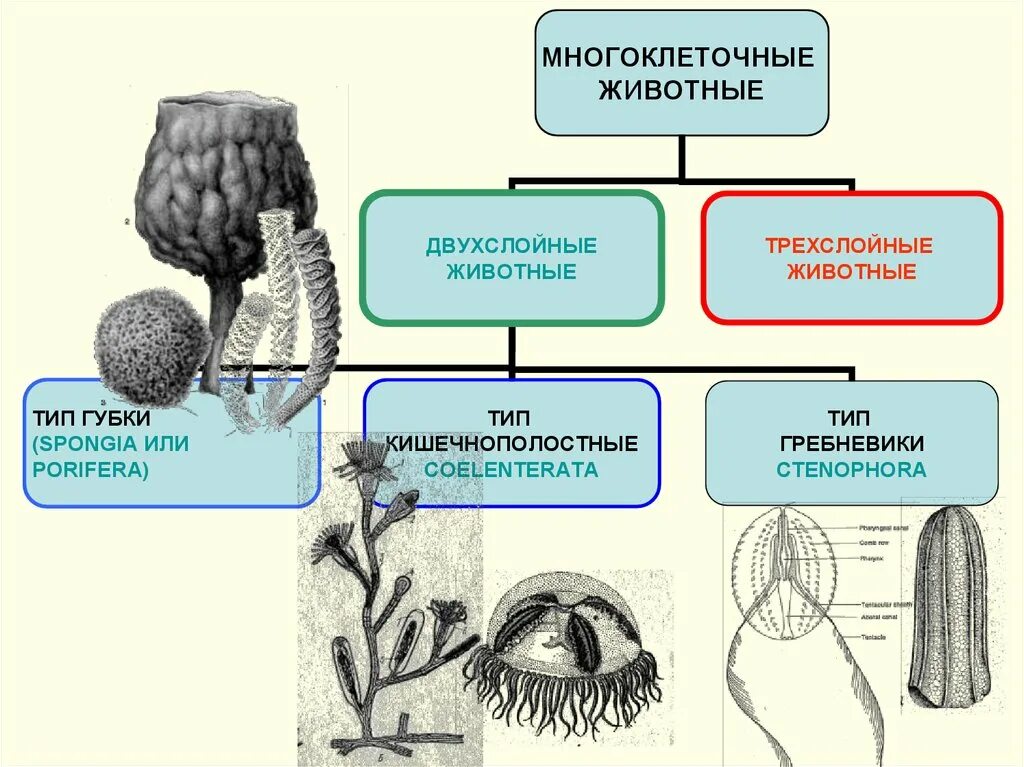 Трехслойные многоклеточные животные. Двухслойные животные. Двухслойные многоклеточные. Двухслойные и трехслойные животные.