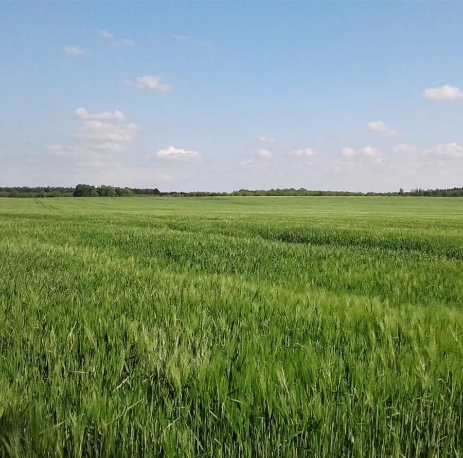 Сельхозземли башкортостан поля. Стоимость одного гектара земли. Сколько стоят земли сельхозназначения. Пай на землю сельхозназначения. Земли сельскохозяйственного назначения.