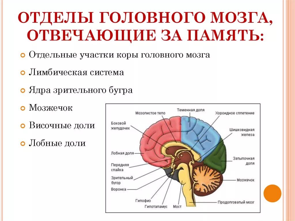 Память функция мозга. Структуры головного мозга отвечающие за память. Часть мозга отвечающая за память. Отдел головного мозга отвечающий за память память. Головной мозг строение отделы доли за что отвечают.