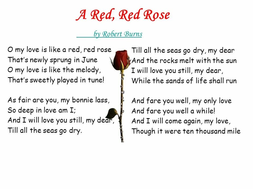 She is the poem. Роберт Бернс Red Red Rose. Стихотворение a Red Red Rose. Роберт бёрнс poems. Стихотворение Роберта Бернса a Red Red Rose.
