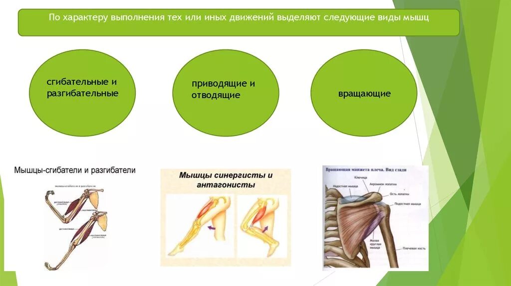 Мышцы приводящие в движение. Сгибательные и разгибательные мышцы. Мышцы делятся на сгибательные и разгибательные. Мышцы сгибательные разгибательные отводящие. Мышцы разгибатели примеры.