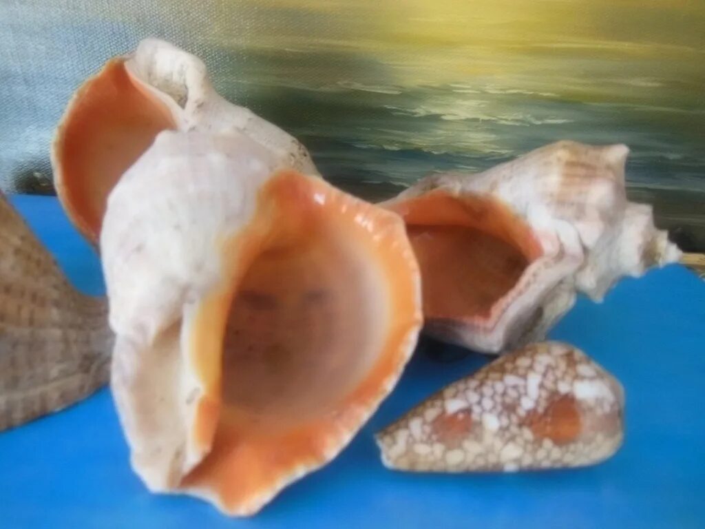 Рапаны в каком море