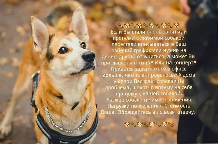 Прогулка с собакой репортаж 8 класс. Объявления о прогулке с собакой. объявление гулять с собаками. объявление погуляю с вашей собакой. пример объявления о прогулке с собакой.