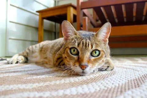 Кот домашний телефон