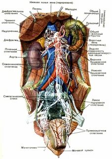 Невралгия солнечного сплетения