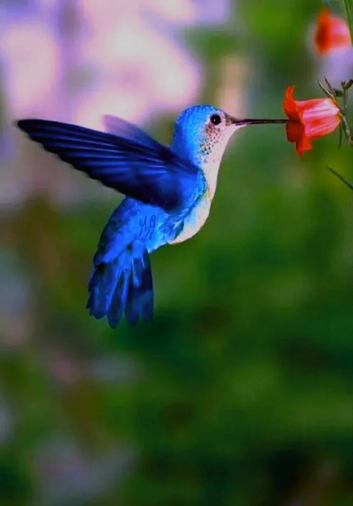 Красивые птички колибри. Птичка Колибри. Птичка Калибри или Колибри. Колибри Северной Америки. Колибри расцветка.