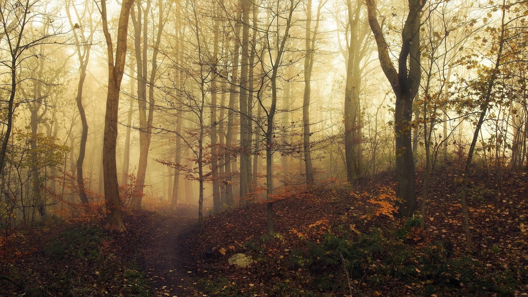 Fallen forest