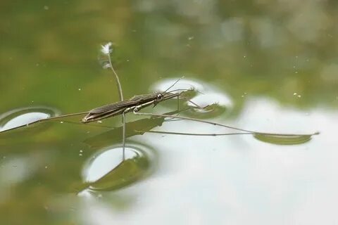 Водомерки кусаются