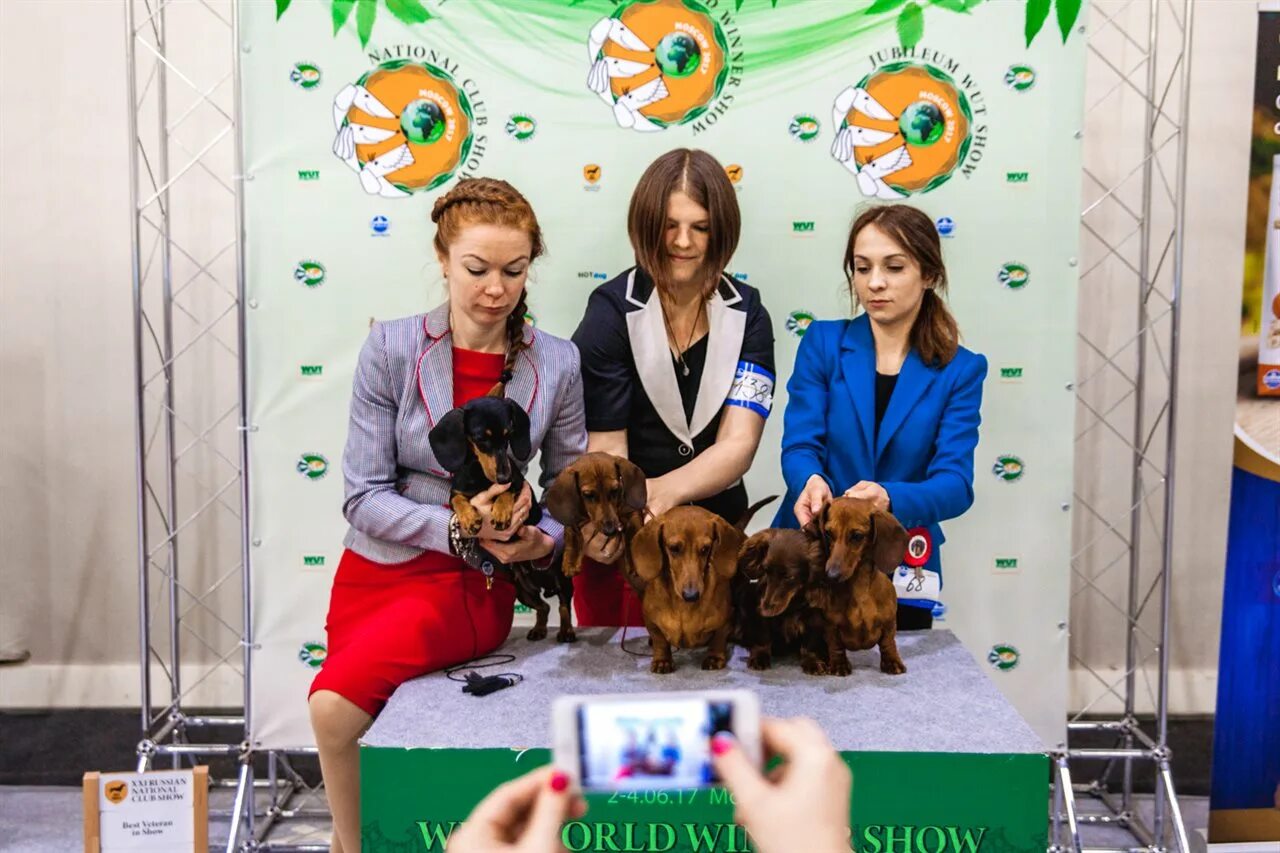 Шоу для питомцев. Шоу ПЭТ. Pets Exhibition. Pet show picture. Pet series