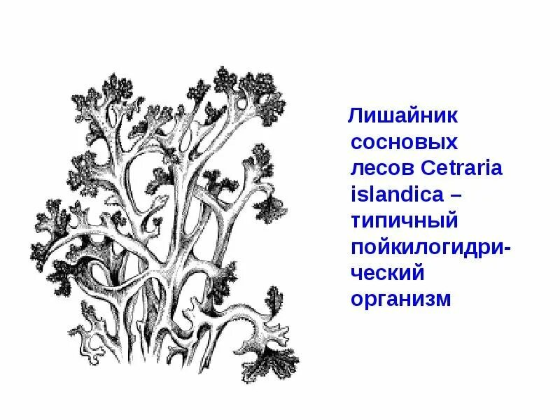 Cetraria лишайник. Кустистый лишайник Cetraria islandica. Внутреннее строение лишайника. Лишайники листовые цетрария.