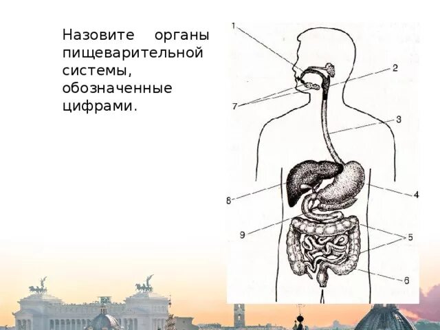 Схема пищеварительной системы человека 3 класс. Пищеварительная система человека схема 3 класс окружающий мир. Система пищеварения человека схема 3 класс. Схема пищеварительной системы человека 8 класс биология.