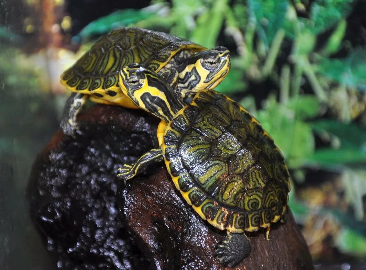 Ядовитая черепаха. Желтоухая черепаха. trachemys scripta scripta. красноухая черепаха. морская черепаха желтоухая.