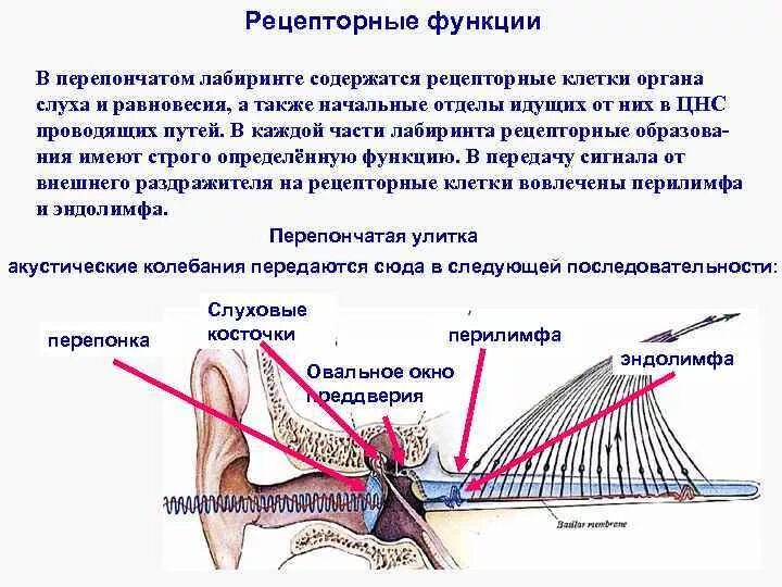 Орган слуха гистология презентация - Фото подборки