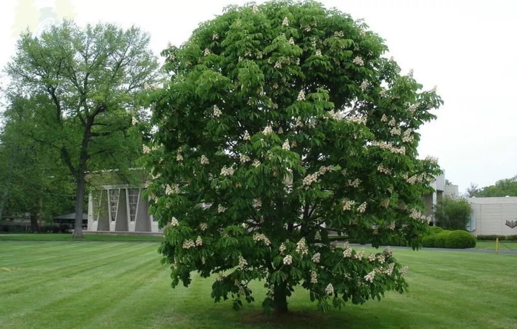 Каштан конский baumannii. Конский каштан дерево. Каштан (Aesculus hippocastanum). Каштан конский (Aesculus). Участок каштановая