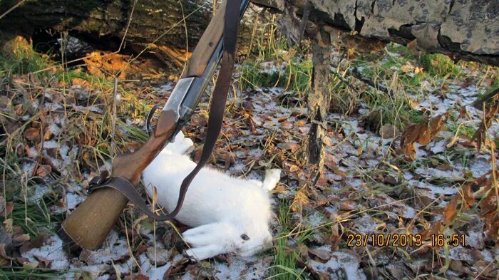 охота на зайца белоруссия