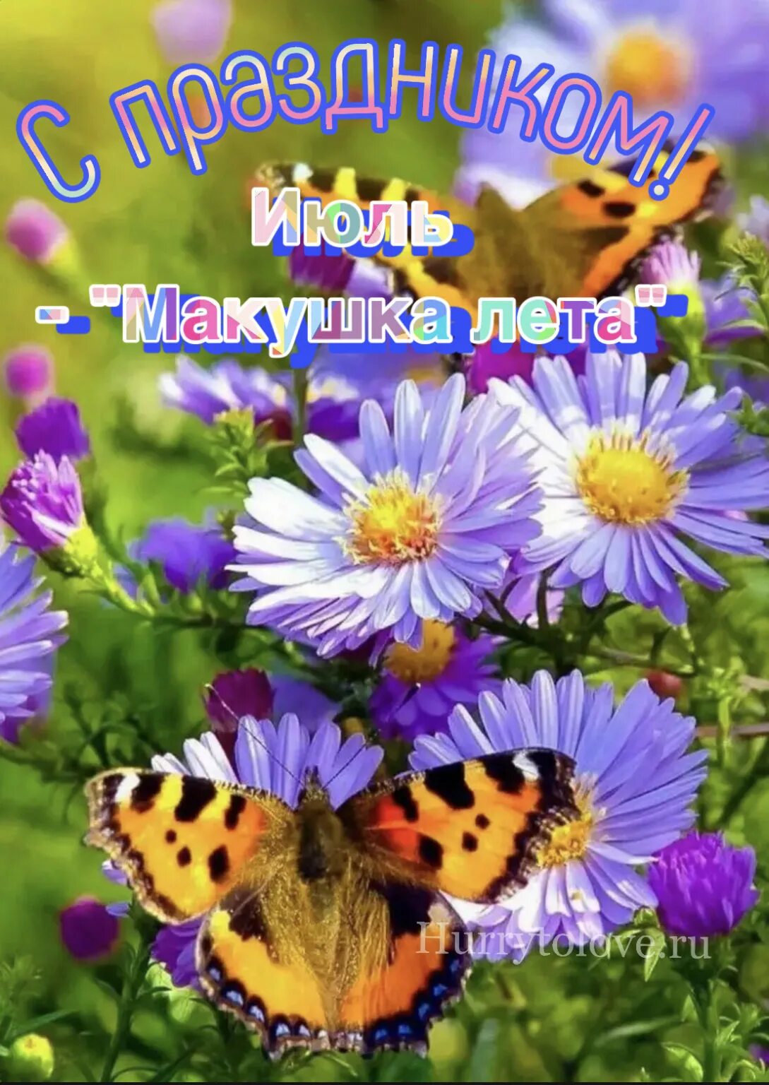 Какое сегодня будет лето. Бабочка на цветке. Красивое лето. Разноцветное лето. Летние цветы.