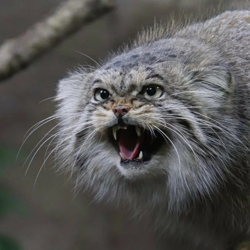 Фото смешной мем кот манул. Манул. Манул домашний. Кот манул злой. Горный кот манул.