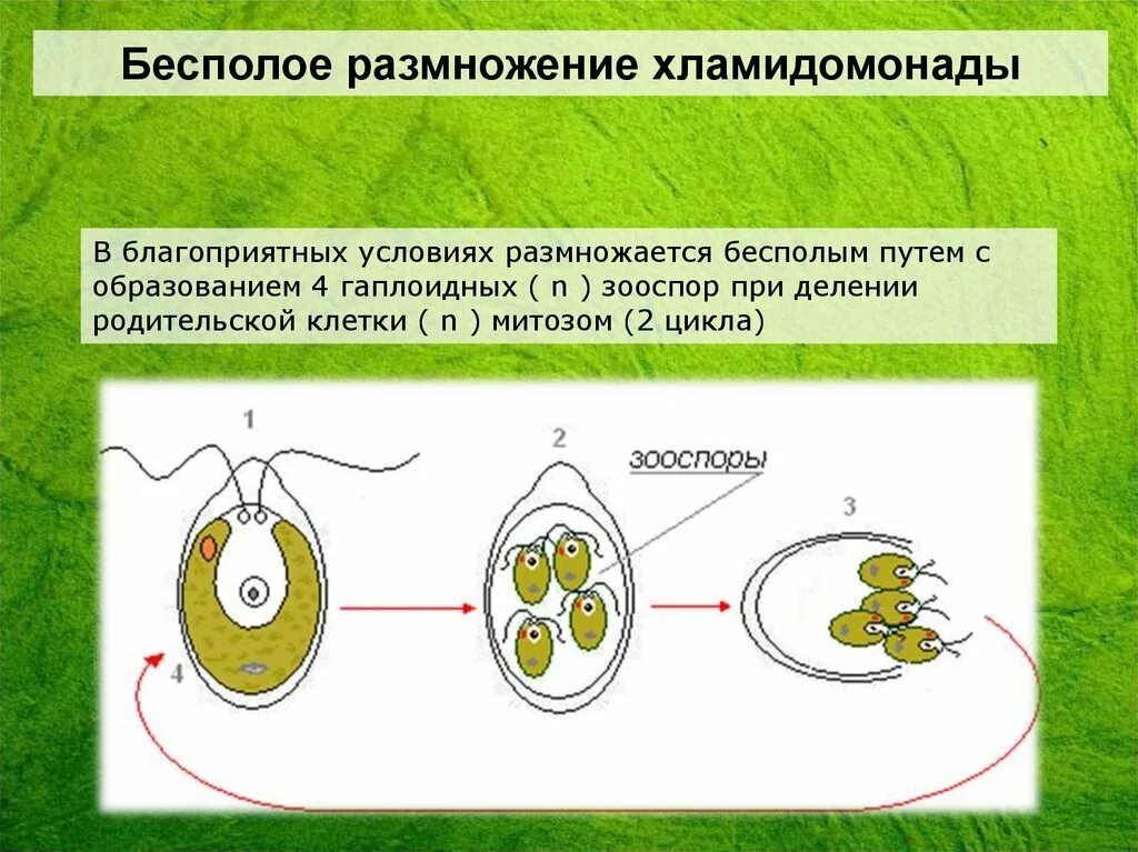 Клетка бесполого размножения водорослей. Строение и размножение хламидомонады. Цикл размножения хламидомонады. Хламида Монада жизненный цикл. Схема бесполого размножения деление.