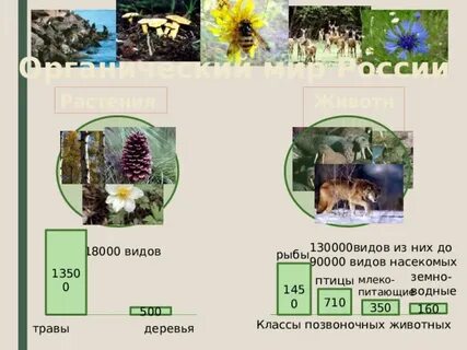 Географией растений и географией животных