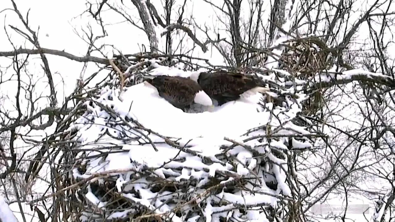 Весной для гнездования зимовок возвращаются такие птицы. Гнездо зимой. гнездо птицы зимой. гнездо в сугробе. зимние гнезда птиц.