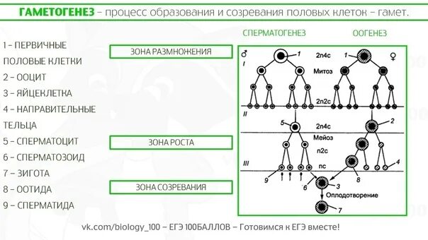Тест половое размножение 10 класс