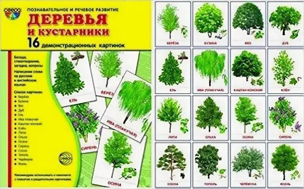 Картинки деревьев кустарников. Карточки деревья и кустарники. деревья и кустарники для детей. название деревьев и кустарников. карточки деревья для детей.