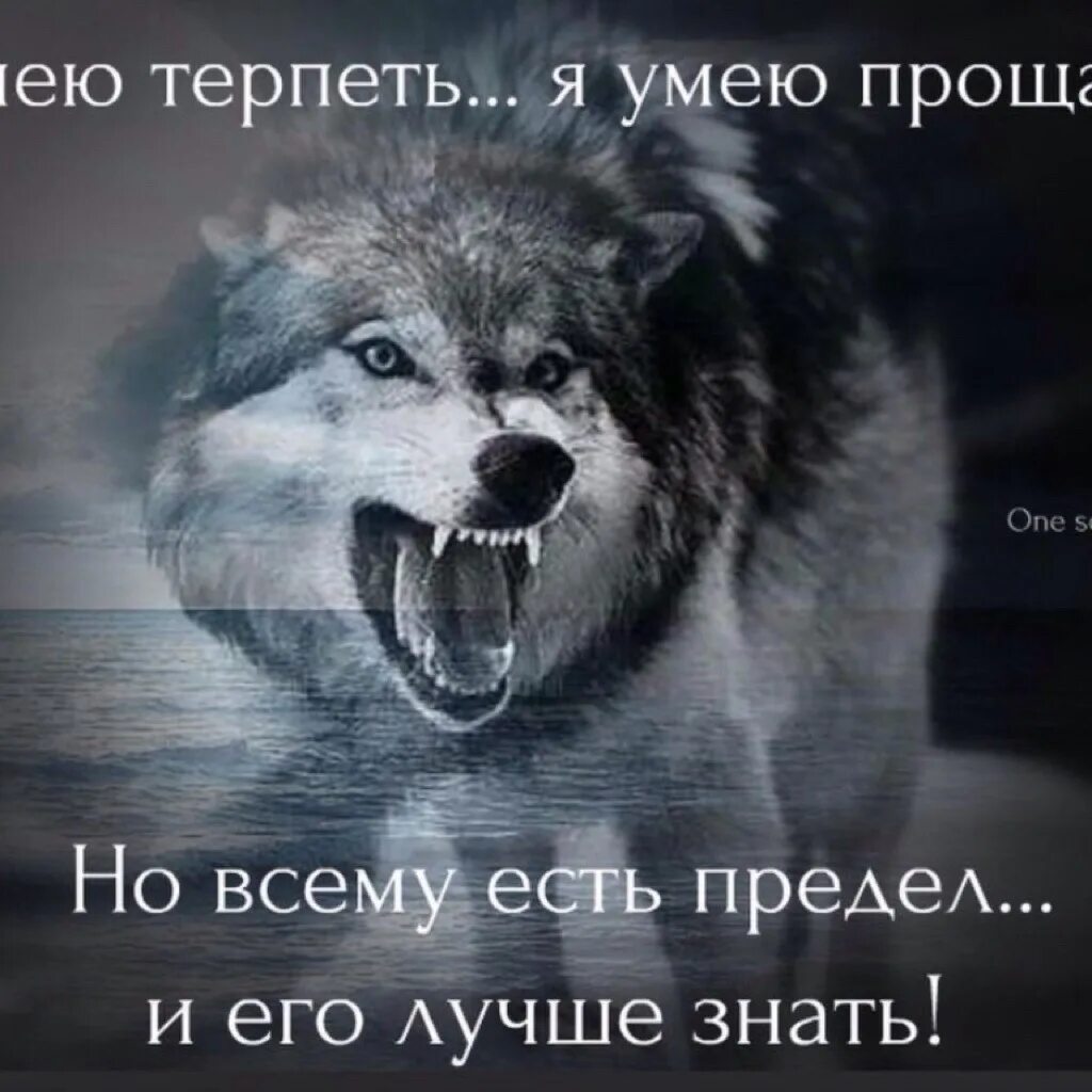 Цитаты волка. Волк с надписью. Фразы о волках со смыслом. Волк со смыслом. Просто папы умеют терпеть