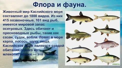Семейство рыб каспийского моря