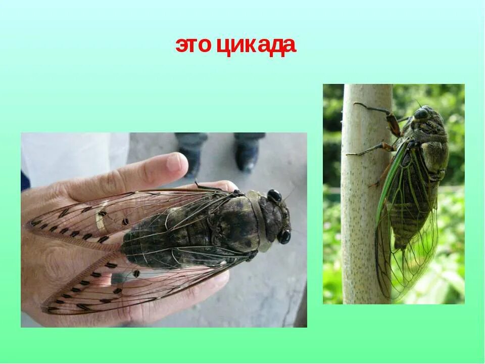 Секада насекомое описание. Цикада презентация. Цикада 3301 загадки. Цикада 3301 первая головоломка. Цикада 3301 головоломки.