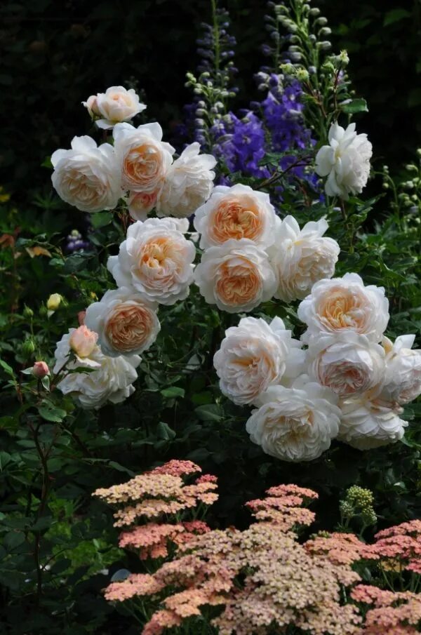 Crocus Rose 2012.05.24 David austin roses, Beautiful flowers, Beautiful roses