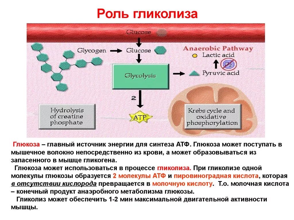 Преобразование энергии атф в энергию глюкозы. Процесс гликолиза, биологическая роль. Биологическая роль реакций гликолиза. Гликолиз. Субстраты для синтеза АТФ. Анаэробный гликолиз функции.