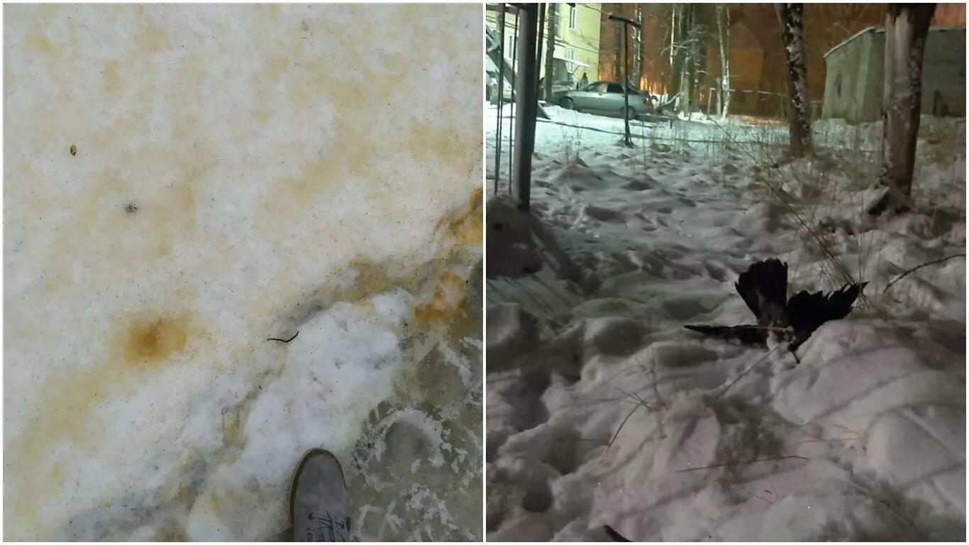 Почему падает сегежа. Сегежа день города 2022. Сегежа мост. Снег в сегеже. Погода в сегеже.