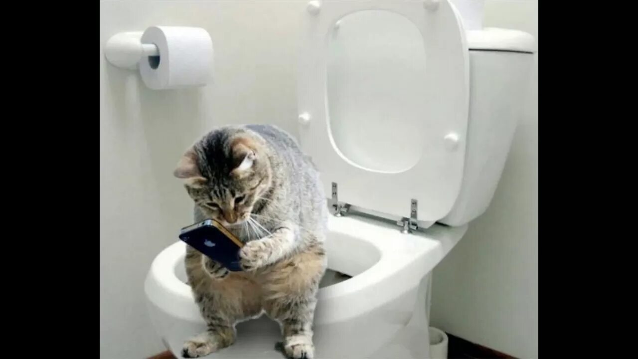 Кот на унитазе видео. Кот какает. Кот на толчке. Приучение кота к унитазу. Кот свалился в унитаз.
