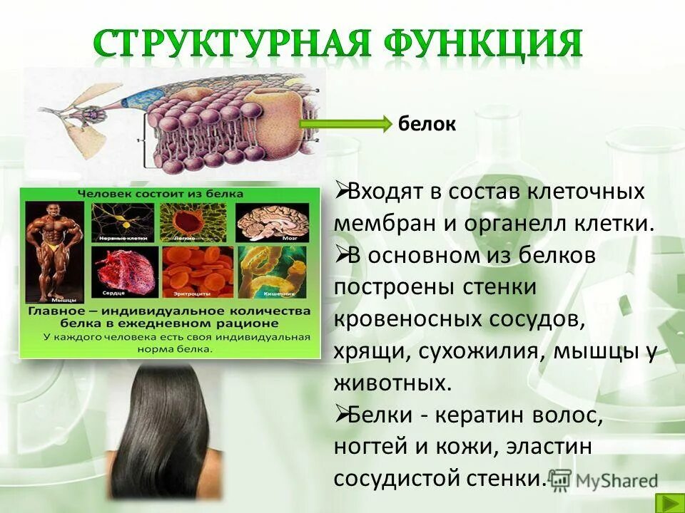Картинки УКАЖИ ФУНКЦИИ БЕЛКОВ