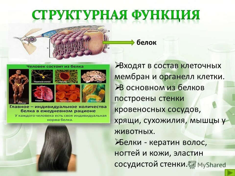 Структурные белки выполняют функцию