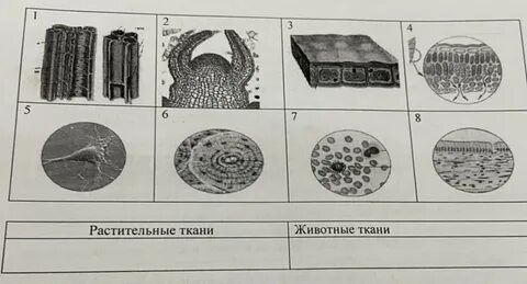 Какие виды тканей у животных