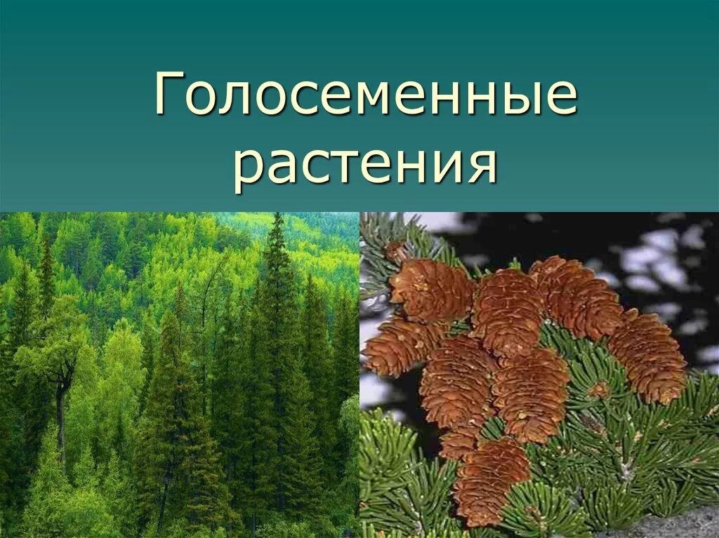 Разнообразие растений 6