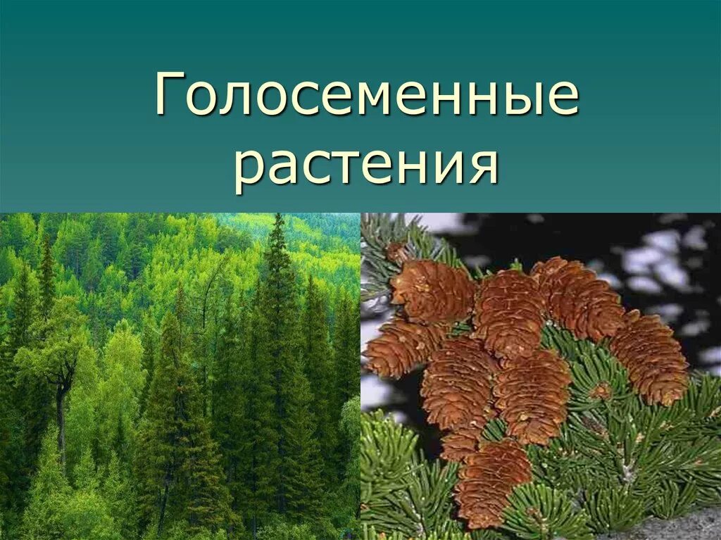 Порядки хвойных. Хвойные Голосеменные растения. Отдел Голосеменные растения хвойные. Голосеменные растения биология. Биология отдел Голосеменные.